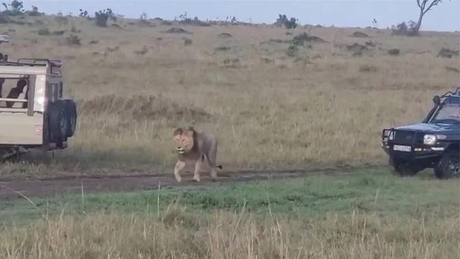 An old male lion getting ousted by younger male lions