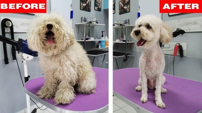 EXTREMELY MATTED POODLE (transformation)