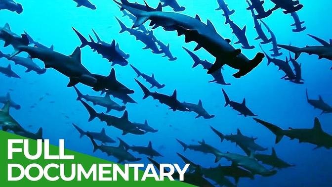 The Wild Pacific - Gigantic Ocean Teeming With Life - Free Documentary Nature