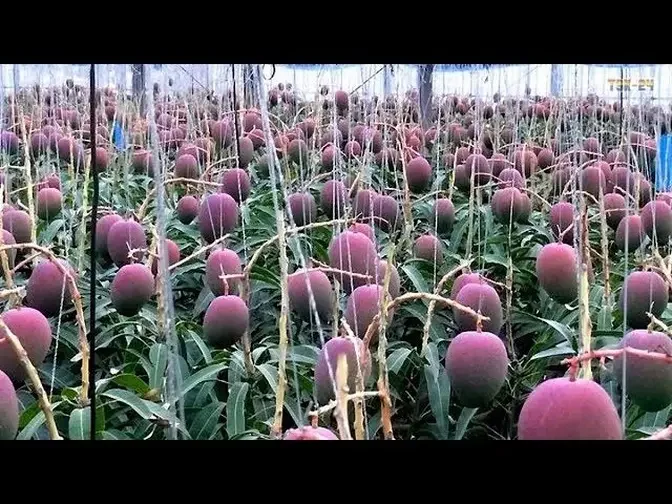 Amazing Mango Farming Agriculture Technology - How to farming Mango & cultivating mango?