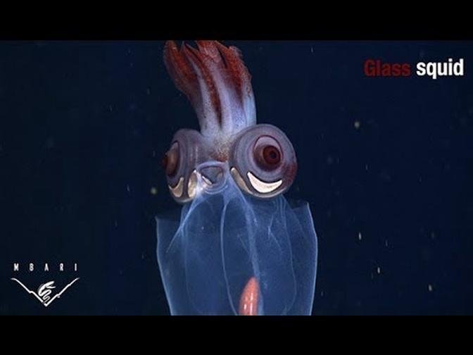 Eerie critters from the deep sea: SPOOKY EYES