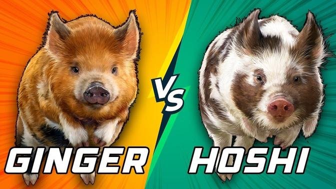 Which Pig will Win the Championship?