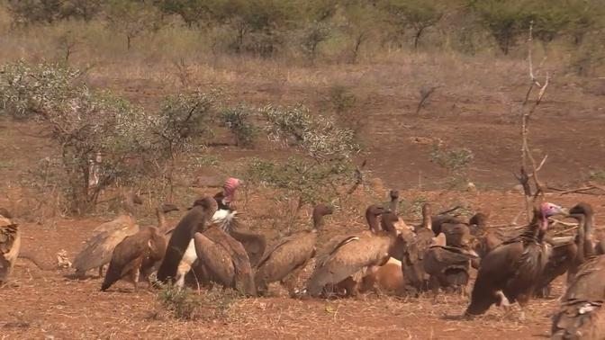 Unique Vulture Feeding Scene Caught on Camera