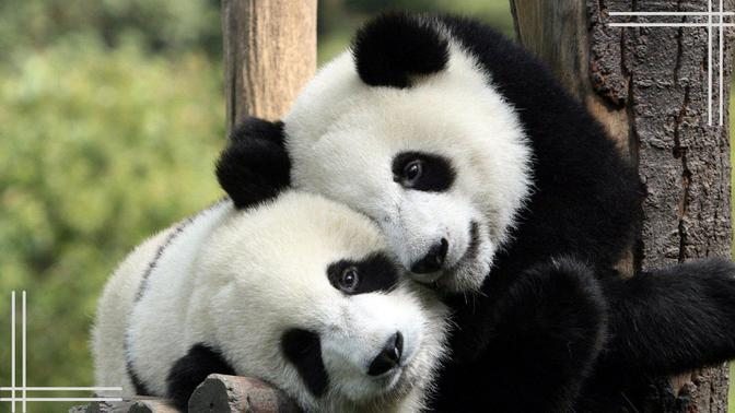 AWW SO CUTE!!! Funny Baby Pandas