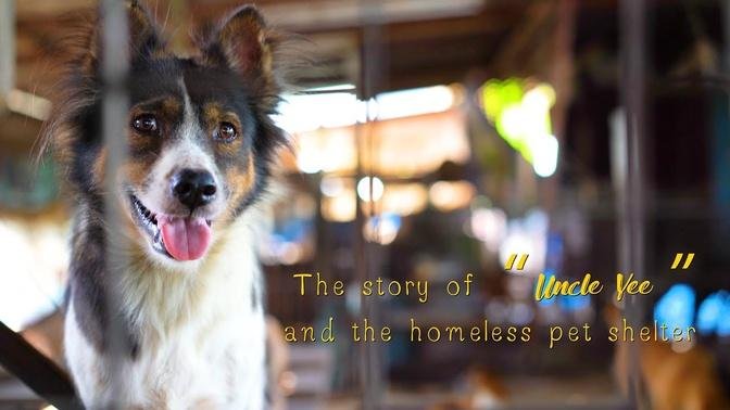 Helping stray animals in Thailand