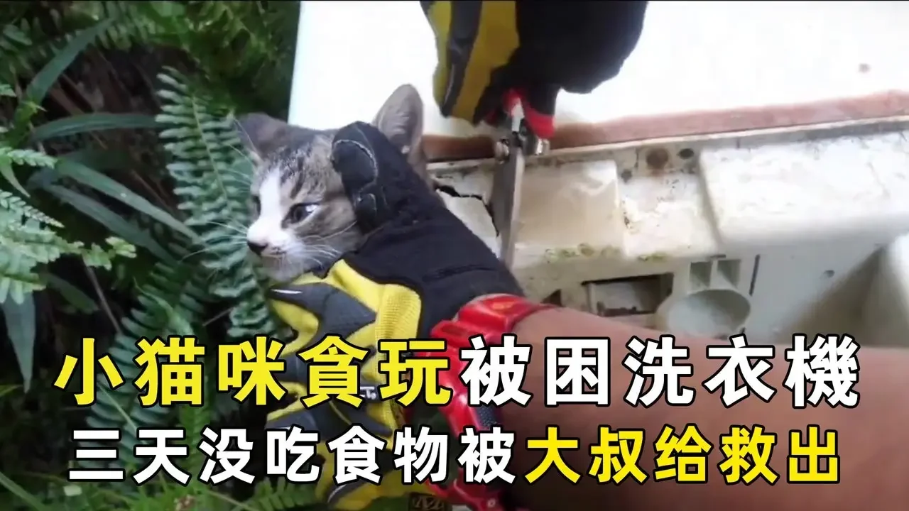 小猫咪贪玩被困洗衣机，连续三天没吃食物，还好遇到好心的大叔抢救出来！【小奶狗观影】