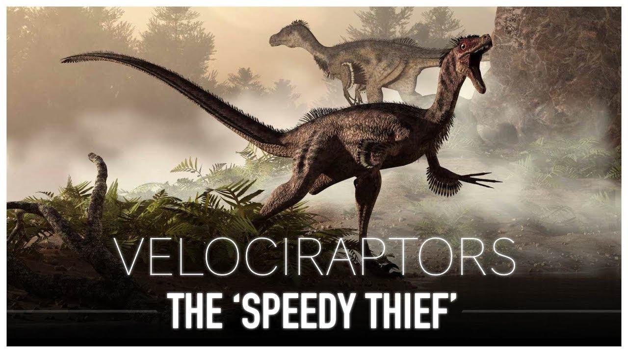 The Great Velociraptor: The Turkey Sized 'Speedy Thief' | Dinosaur Documentary