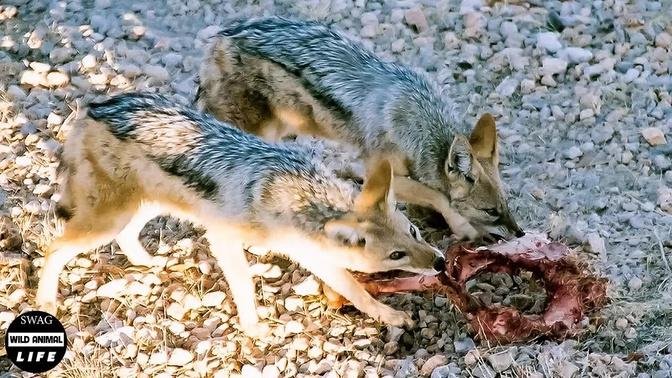 Look What Happened When The Little Jackal Defeated And Tore The Lion King's Body For Prey?