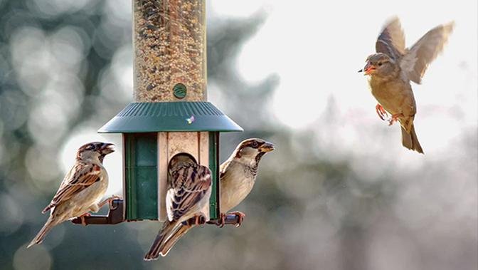 5 Must- Know Secrets to Attract Birds to Your Bird Feeders and Yard