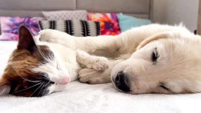 Tiny Puppy Sleeping with Cat [Cuteness Overload]