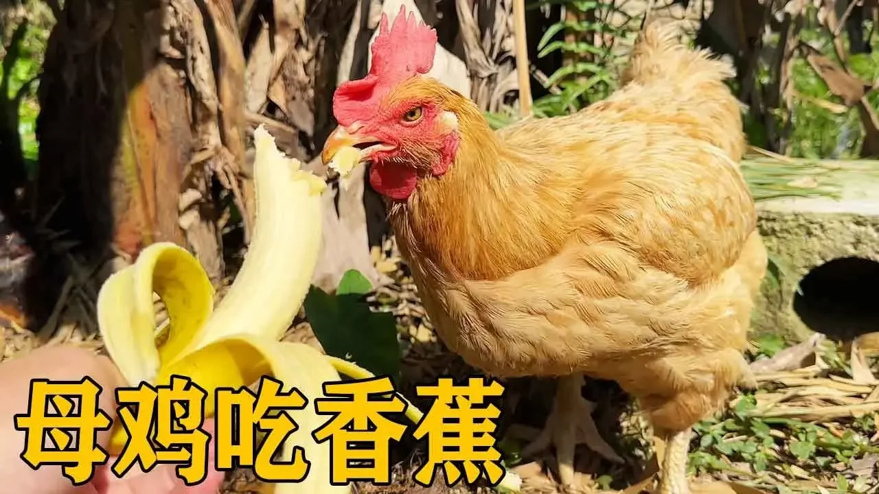 种的香蕉又成熟坏了太可惜,拿给小鸟都不喜欢吃，试探老母鸡竟有意外发现!【叁伍萌宠】