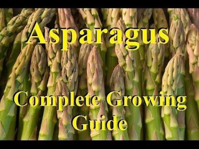 How To Grow Asparagus Complete Growing Guide