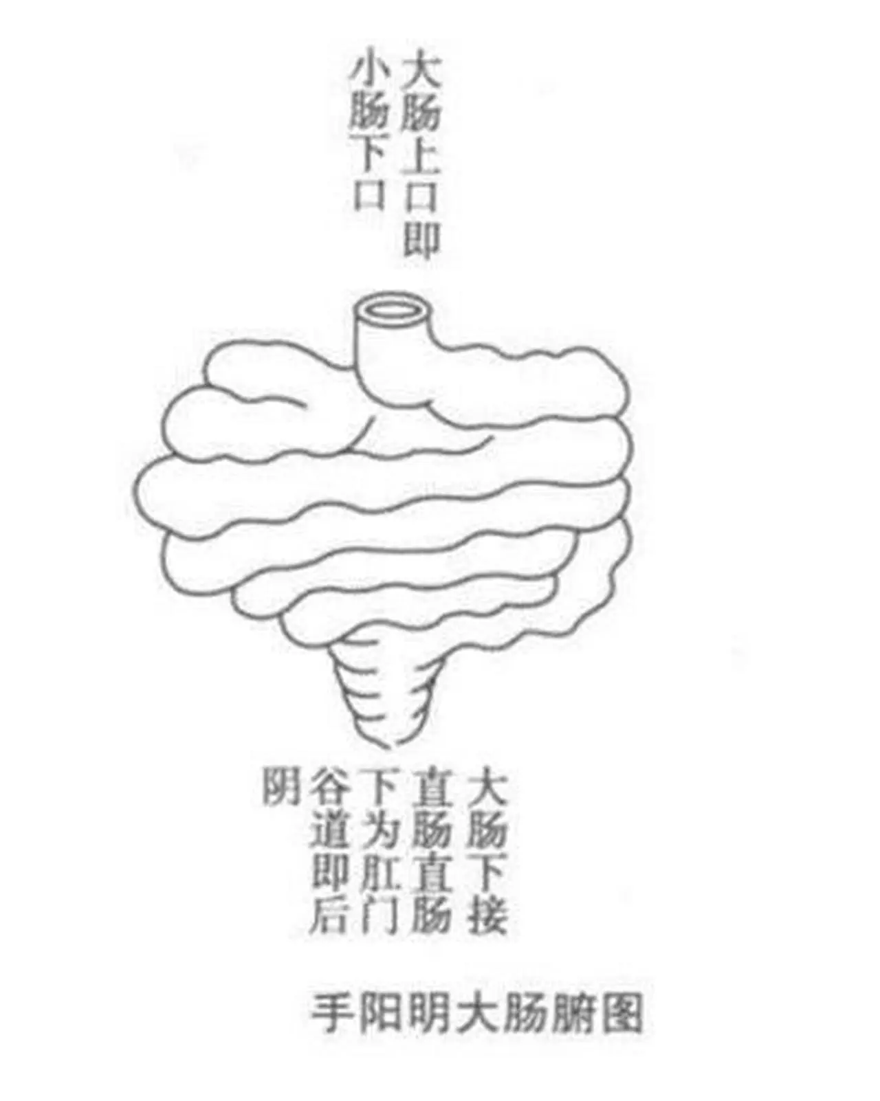 中醫大腸