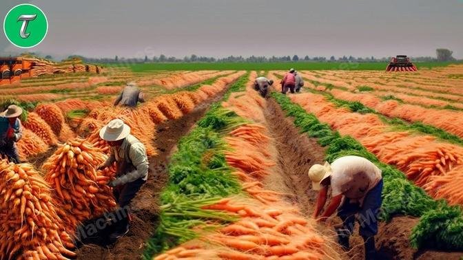 The Most Modern Agriculture Machines That Are At Another Level , How To Harvest Carrots In Farm ▶3