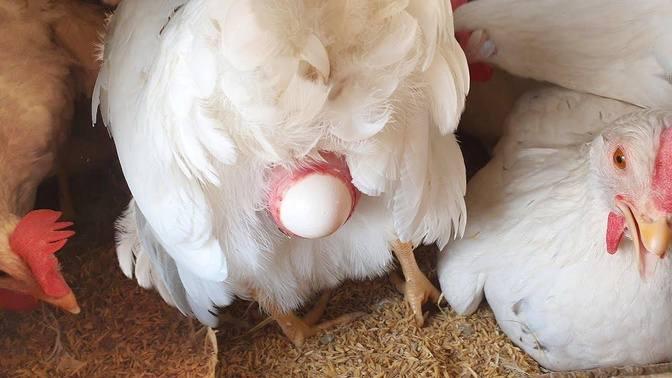 Chicken Laying An Egg Close Up 4K Videos Soson Farm Gan Jing 