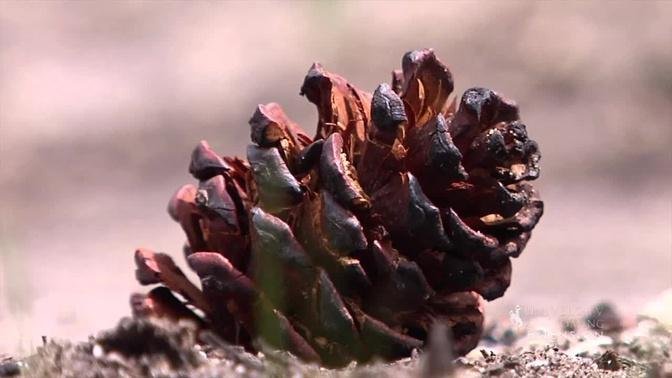 Serotinous Pine Cones