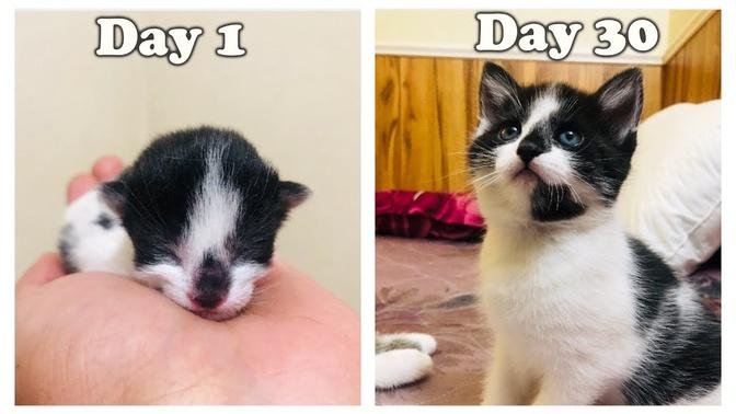 Day 1 to 30 : Growing Up Tiny Newborn kitten Oreo l CrazyCatish
