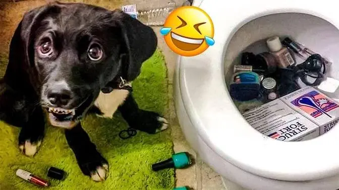 Funniest Cats And Dogs Videos π
- Best Funny Animal Videos 2022 π₯° Funniest Cats And Dogs Videos π
- Best Funny Animal Videos 2022 π₯°