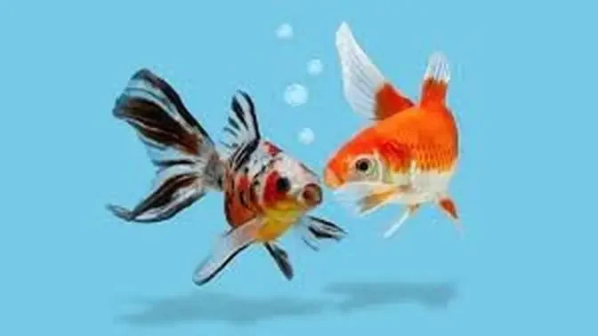 Fish for Talks