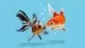 Fish for Talks