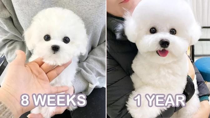 My Dog's journey from puppy to doggo