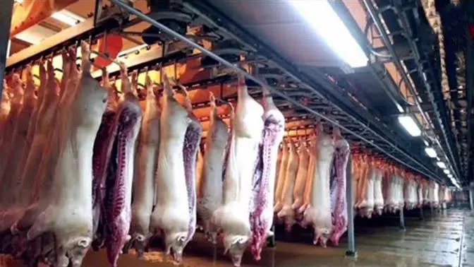 largest-modern-pig-farm-in-the-world-million-dollar-pork-processing