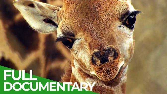 Baby Animals Discovering Their World | Episode 4 | Free Documentary Nature