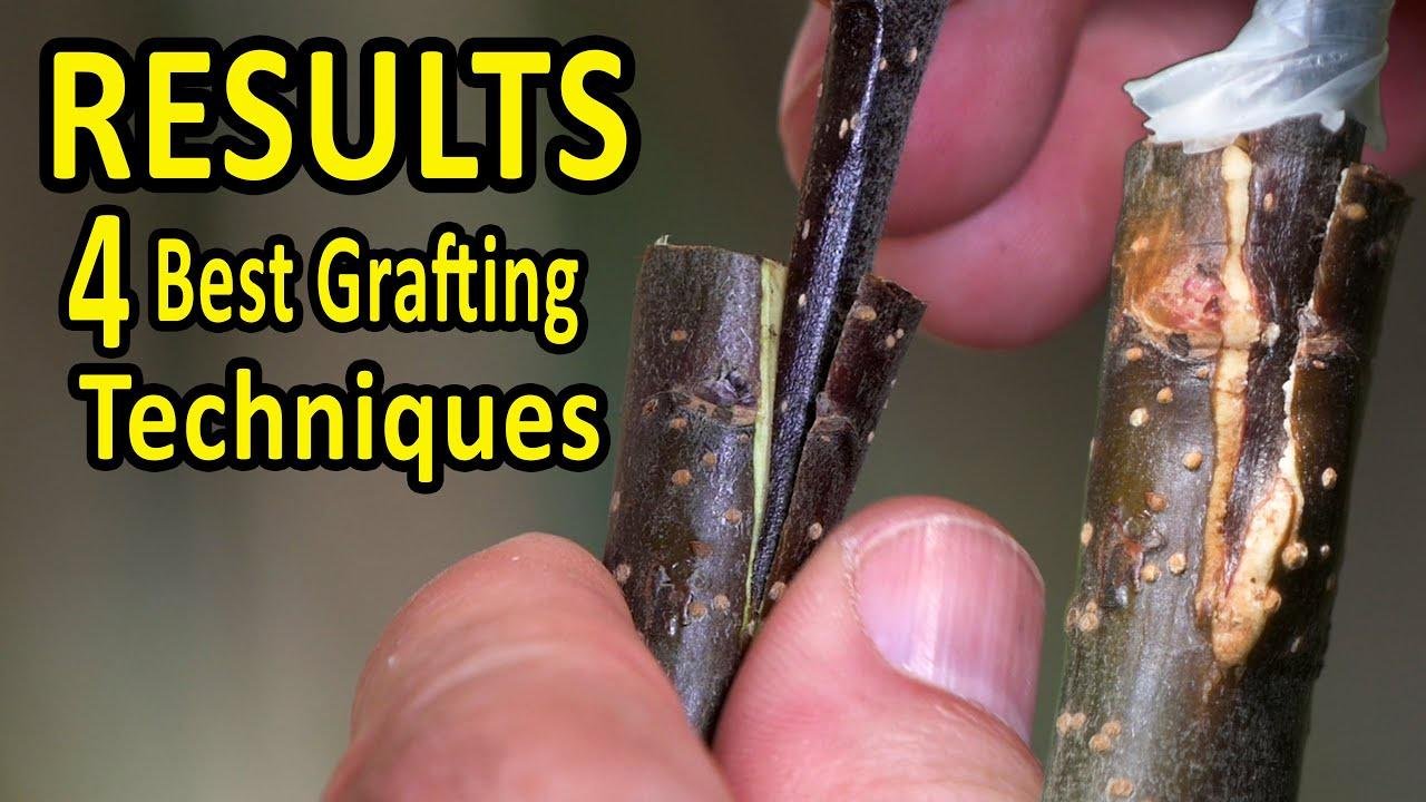 The 4 BEST Grafting Techniques using DORMANT SCIONS | RESULTS after 35 days