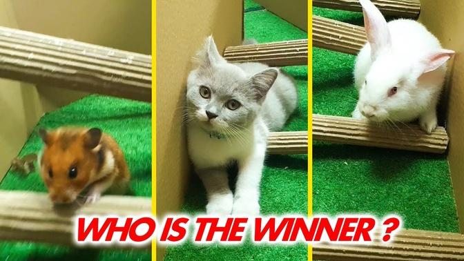 Cat Kitten 🐈 Hamster 🐹 vs Rabbit🐇 Who is the BEST？Battle in the GAINT Maze with Life of Pets Ham
