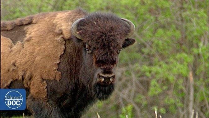 Wild buffalo in Wood Buffalo National Park - Full Documentary