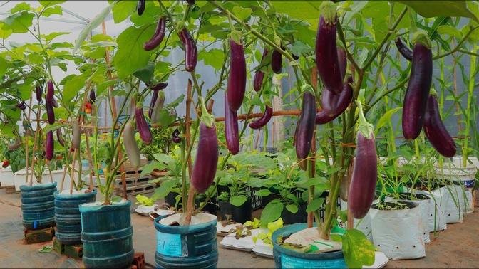 [Terrace Garden Ideas] Growing Eggplants In Plastic Containers.Green Utility