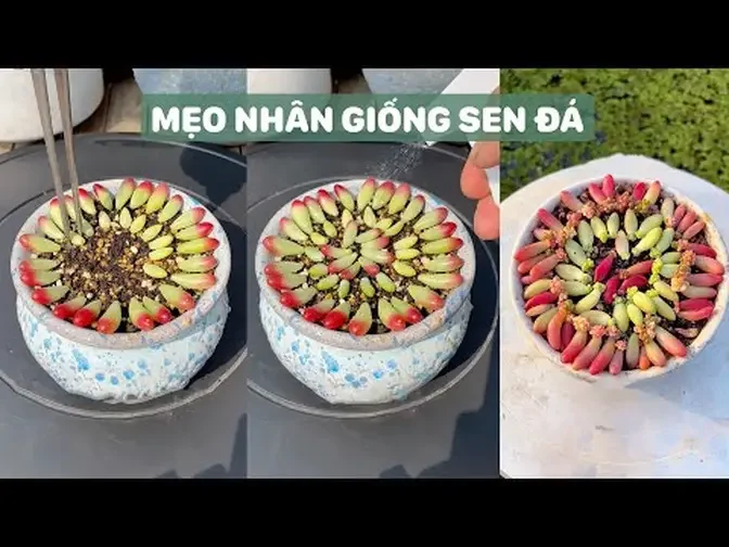 Mẹo nhân giống sen đá cực dễ _ Succulents _ 多肉植物_ 다육이들 _ Suculentas