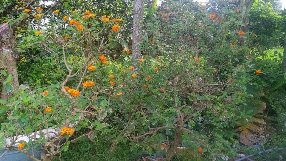 Cắt tỉa cây ngũ sắc để Tết có hoa