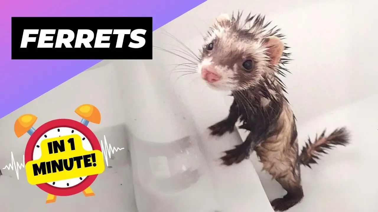 Ferrets 🌪 Furry Mischievous Tornadoes! | 1 Minute Animals