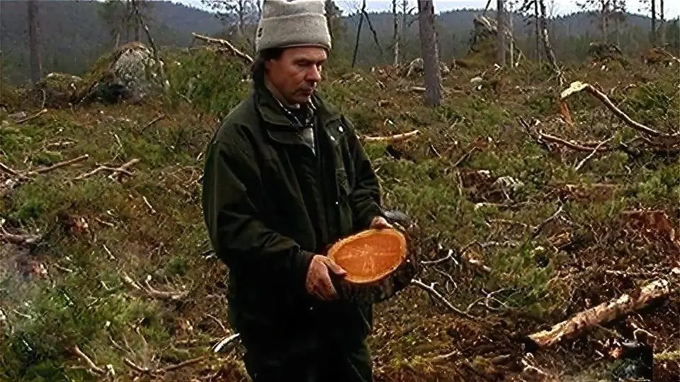 Last Yoik in Saami Forests