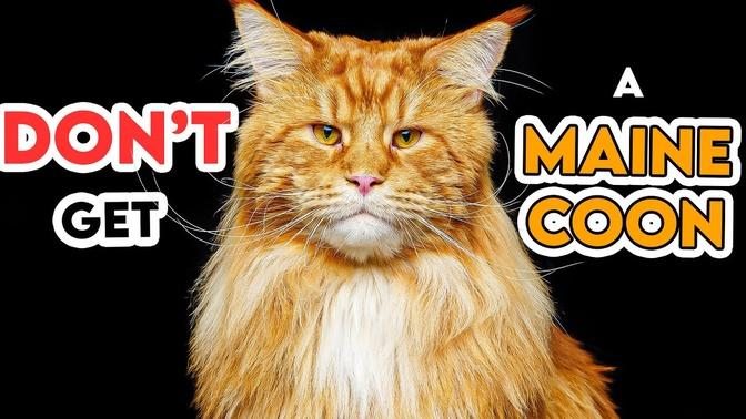 This Is Why You Shouldn't Get A Maine Coon Cat