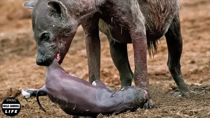 30 Moment Newborn Animals Must Fight The Brutal Hyenas For Life | Wild  Animals