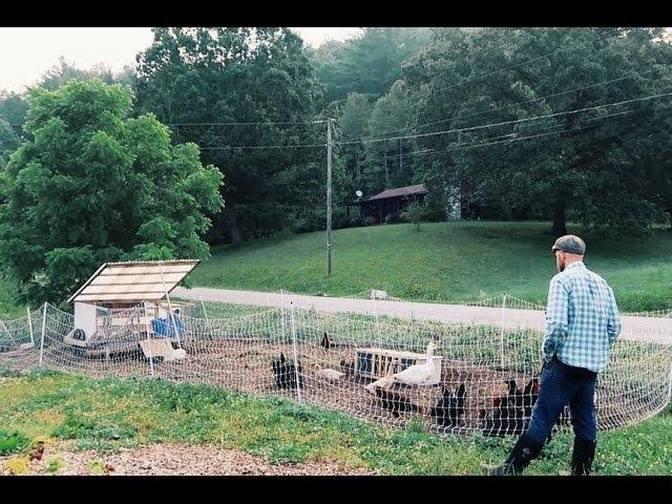 20-reasons-your-chickens-aren-t-laying-eggs-videos-justin-rhodes