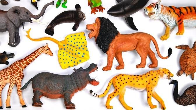 Wild Zoo Animals For Kids - Lion Hippo Tiger Elephant - Animal Quiz
