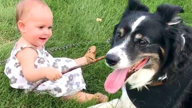 The Best Cute and Funny Dog Videos This Week! 🐶