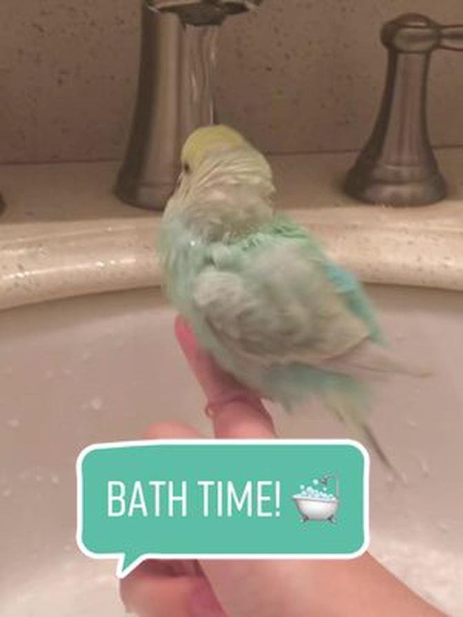 birdbath