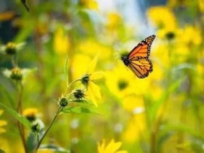 Aha Nature Moments: Monarch Butterflies