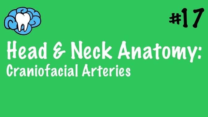 Head & Neck Anatomy | Craniofacial Arteries | INBDE