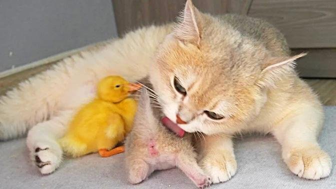 The duckling is very attached to the kitten Loki and mom cat Xaxa