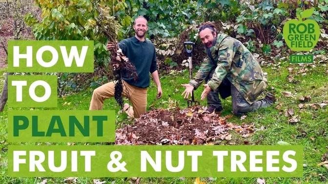 Community Fruit Tree Planting and Care Guide for Bare Root Trees