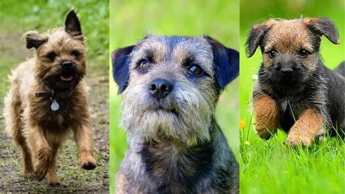 Border terrier | Funny and Cute dog video compilation in 2022.