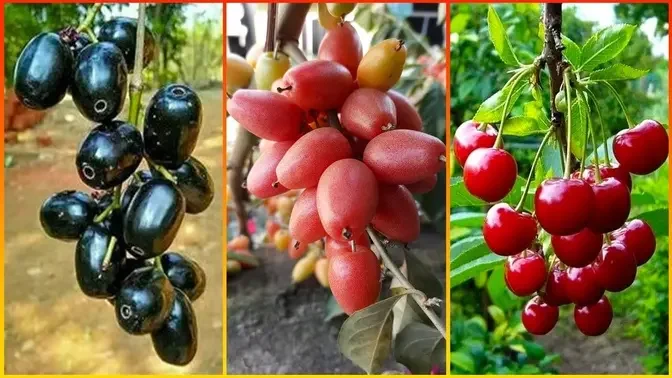 Eat Fruit In The Garden  44   Fresh Fruit To You   Beautiful Garden   Makan Buah Di Kebun