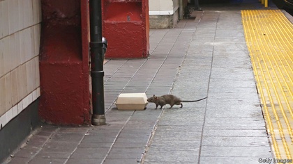 Eric Adams, New York’s Pied Piper, Declares War On Rats | Articles ...