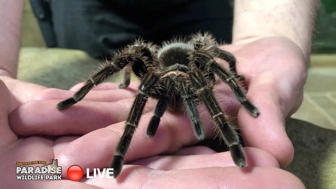 🔴 LIVE at the ZOO: Inverts!