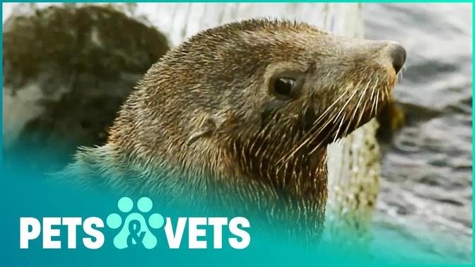 Endangered Animals That Need Our Help | Wildlife Nannies | Pets & Vets